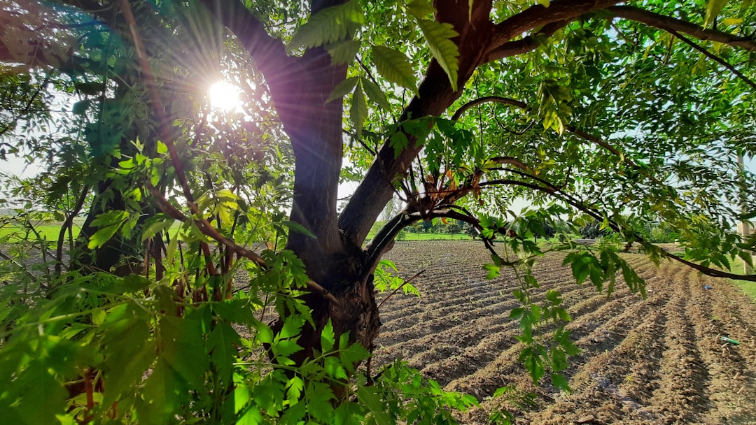 Abiding in the Vine: A Life Connected to Christ